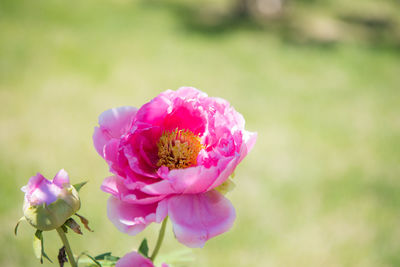 Close-up of pink flower blooming outdoors