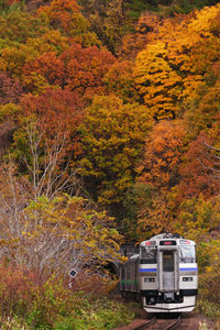 Beautiful autumn leaves and kiha 201 rapid train niseko liner