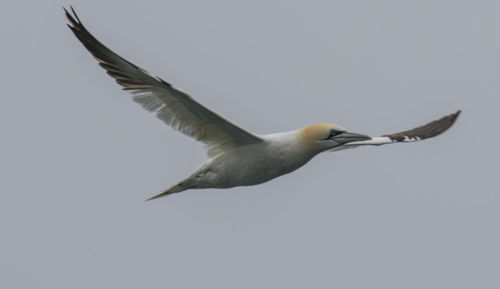 Low angle view of seagull flying