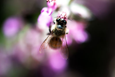 Close-up of insect on flower