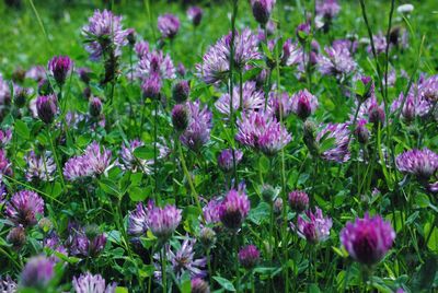 Close-up of pink flowering plants on field