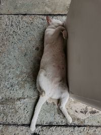 High angle view of a dog on tiled floor