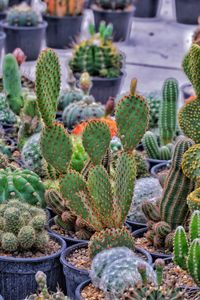 High angle view of succulent plants