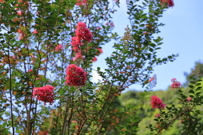 Low angle view of flowering plants against trees