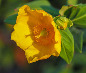 Close-up of yellow rose flower