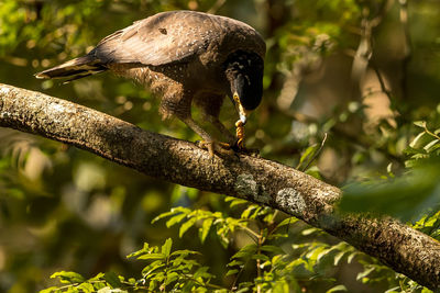 Close-up of a bird on branch