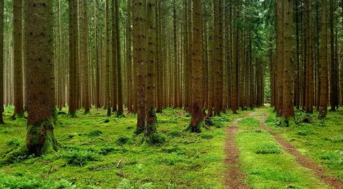 Trees in forest