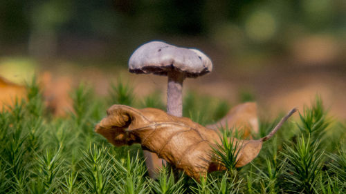 Close-up of mushroom on grass