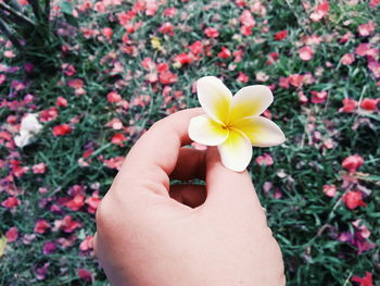 Close-up of hand holding flower