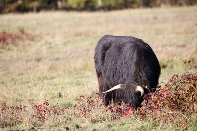 Horse grazing in a field