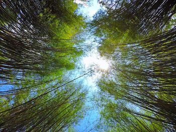 Low angle view of trees in forest