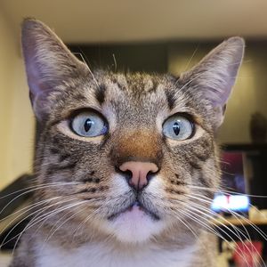 Close-up portrait of a cat