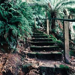 Staircase in garden