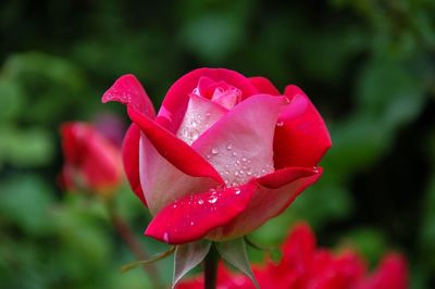 Close-up of pink rose with dew drops