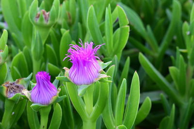 Close-up of purple flowers blooming outdoors