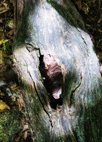 Close-up of tree trunk