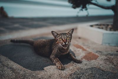 Portrait of cat sitting outdoors