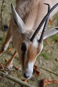 Close-up of deer