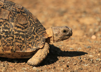 Leopard tortoise in the nature 