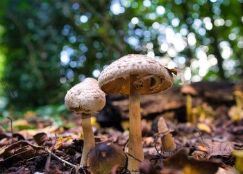 Close-up of mushroom growing on field