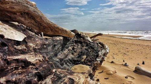 Driftwood on beach