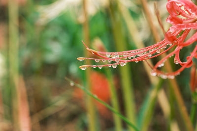 Close-up of water drops on plant