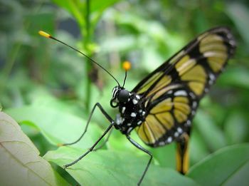 Close-up of butterfly on leaf