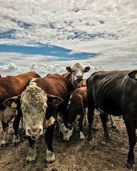 Cows standing on field against sky