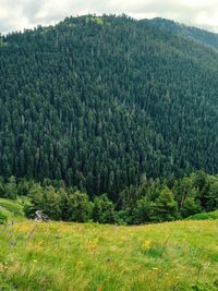 Scenic view of pine trees in forest