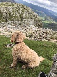 View of a dog on rock