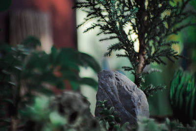 Close-up of plant growing outdoors