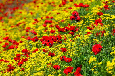 Close-up of red poppy flowers on field