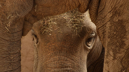 Close-up of elephant