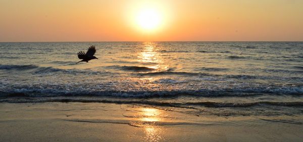 Silhouette bird on beach against sky during sunset