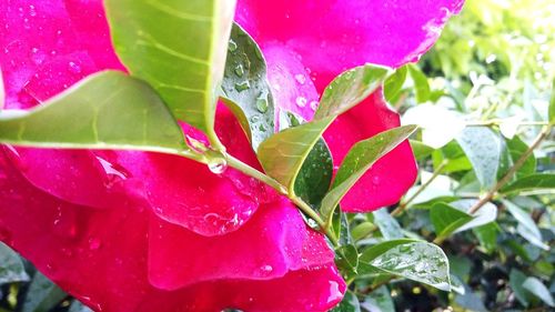 Close-up of pink flower