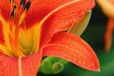 Close-up of orange rose flower