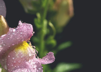 Macro shot of water drops on pink flower