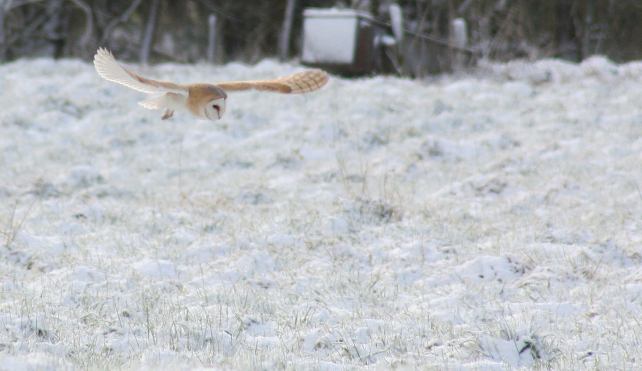 Owl hunting in snow