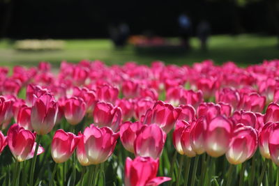 Close-up of pink tulips on field