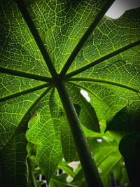 Close-up of green leaves