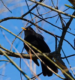 Low angle view of bird perching on branch