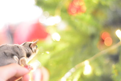 Close-up of a cat on hand