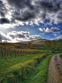 Scenic view of field against sky