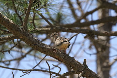 Low angle view of bird perching on branch