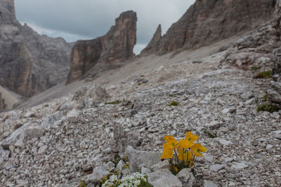 Scenic view of rocky mountains