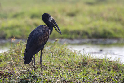 Close-up of bird perching on grass by lake