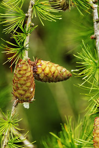 Fantastic larch tree section with cones and needles , vertical composition 