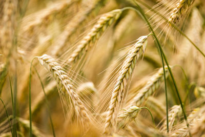 Close-up of wheat field