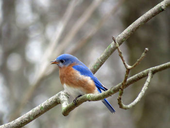 Close-up of bird perching on branch