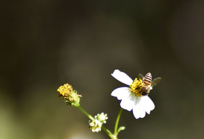 Close-up of bee pollinating flower